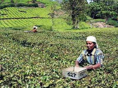 टी इंडस्ट्री में नए बिजनस फ्लेवर मिला रहीं स्टार्टअप्स