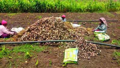 ರೋಗಬಾಧೆಗೆ ನೆಲಕಚ್ಚಿದ ಬೆಳ್ಳುಳ್ಳಿ