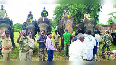 ಪುಂಡಾನೆ ಸೆರೆಗೆ ತೆರಳಿದ ದಸರಾ ಆನೆಗಳು