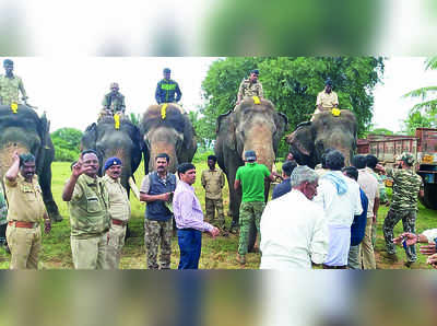 ಪುಂಡಾನೆ ಸೆರೆಗೆ ತೆರಳಿದ ದಸರಾ ಆನೆಗಳು