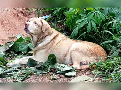 പ്രളയം പോലും തക്കുടു അതിജീവിച്ചു; പക്ഷേ...