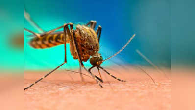 मलेरिया-डेंगू ने पसारे पांव, 6 की मौत, 900 बीमार