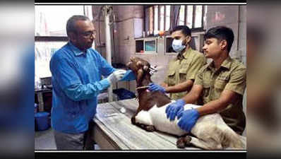 महाराष्ट्र: बकरे के मुंह में दुर्लभ ट्यूमर, डॉक्टरों ने ऑपरेशन करके निकाला