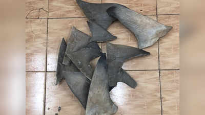 Shark fins: शार्कचे ८००० किलोचे कल्ले जप्त