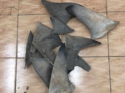 Shark fins: शार्कचे ८००० किलोचे कल्ले जप्त