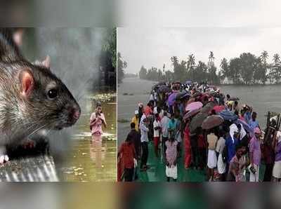 Rat Fever: కేరళను వణికిస్తున్న ర్యాట్ ఫీవర్.. 372 కేసులు, 12 మంది మృతి