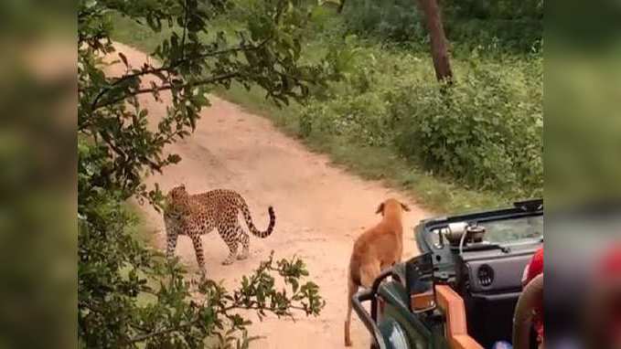 చిరుతకు చుక్కలు చూపించిన శునకం 