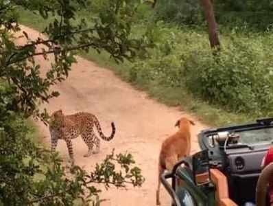 கர்ஜிக்கும் சிறுத்தையை குரைத்தே விரட்டிய நாய்