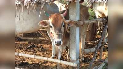 ക്ഷീരകർഷകർക്ക് ആശ്വാസവുമായി ക്ഷീരവികസന വകുപ്പ്