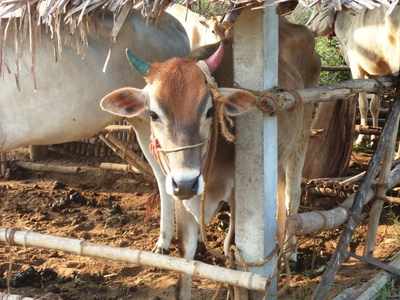 ക്ഷീരകർഷകർക്ക് ആശ്വാസവുമായി ക്ഷീരവികസന വകുപ്പ്