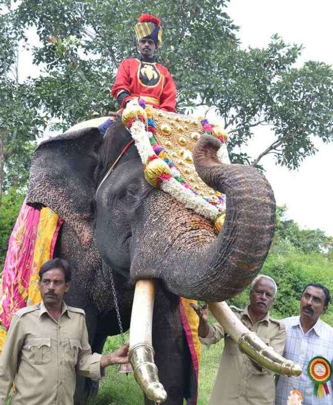 ಅಂಬಾರಿ ಹೊರುವ ಗಜರಾಜ ಅರ್ಜುನ