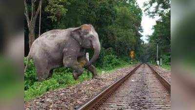 हाथियों को हादसों से बचाने में रेलवे का Plan Bee सफल