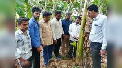 ಬಾಳೆ ಬೆಳೆ ಪ್ರಾತ್ಯಕ್ಷಿಕೆ