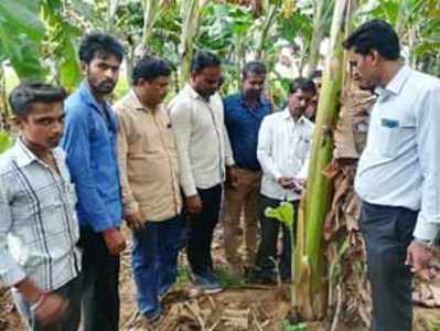 ಬಾಳೆ ಬೆಳೆ ಪ್ರಾತ್ಯಕ್ಷಿಕೆ