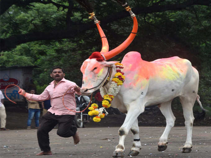 बैलांची शर्यत आणि पोळा फोडणं...