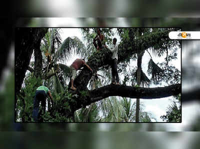 গাছে উঠে আত্মহত্যা রুখলেন সিভিক ভলান্টিয়ার