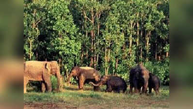 मिदनापुर: हाथियों के झुंड ने महिला को कुचला, मौत