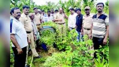 ಅಡಕೆ ತೋಟದಲ್ಲಿ ಗಾಂಜಾ: ಬಂಧನ