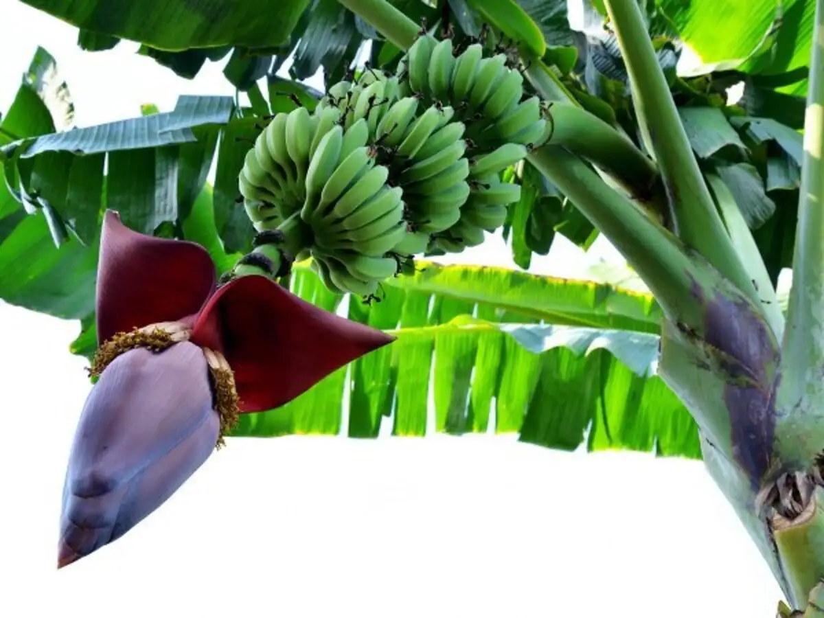 Banana Flower Benefits In Tamil Best Flower Site