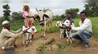 लाखात एक गाय, दिला तीन वासरांना जन्म