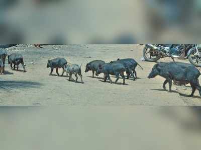 ಹಾವೇರಿ ನಮ್ಮ ವಿಹಾರ ತಾಣ್ರೀ...!