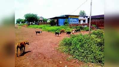 ಮಾದರಿ ಪಟ್ಟಣಕ್ಕೆ  ನಾಯಿಗಳ ಹಾವಳಿ