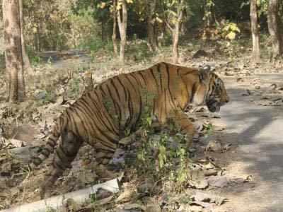 नॅशनल पार्कमधील वाघांना नागरिकांपासून धोका