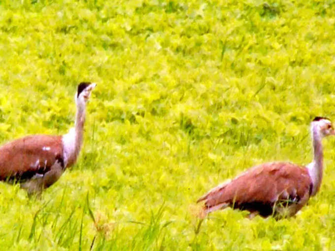 Great-Indian-Bustard