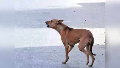 मलिहाबाद में कुत्ते का आतंक, हफ्ते भर में 50 को काटा