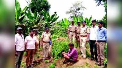 ಡ್ರೋನ್‌ ಕಾರ್ಯಾಚರಣೆ ನಡೆಸಿ ಗಾಂಜಾ ವಶ:ಬಂಧನ