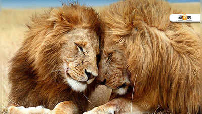 Gir Lions Death: গিরে মিলল ১১ সিংহের মৃতদেহ, তদন্তের নির্দেশ সরকারের