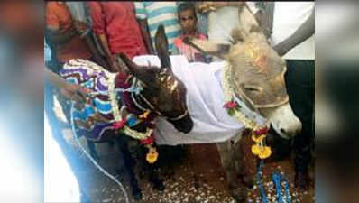कर्नाटक: प्रेमिका के जाने से हिंसक हुआ गधा, गम भुलाने को गांववालों ने कराई शादी