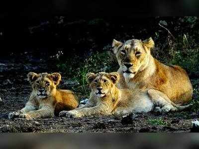 Gir National Park: குஜராத் வனப்பகுதியில் 11 சிங்கங்கள் மா்மமான முறையில் உயிாிழப்பு