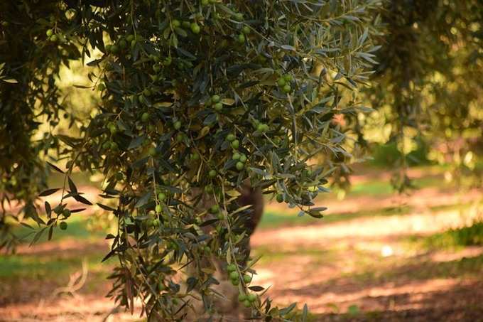 olives-1752187_640