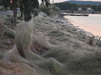 ग्रीसः यहां मकड़ों ने जाले से घेर लिया एक शहर