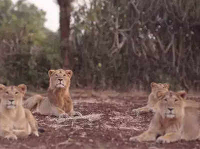 ...तो गिर में वर्चस्व की लड़ाई में हुई 11 शेरों की मौत?, गुजरात सरकार ने किया दावा