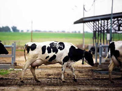 योगी के प्रदेश में गायों को नहीं मिला रखवाला, भेजी जा रही हैं उत्तराखंड
