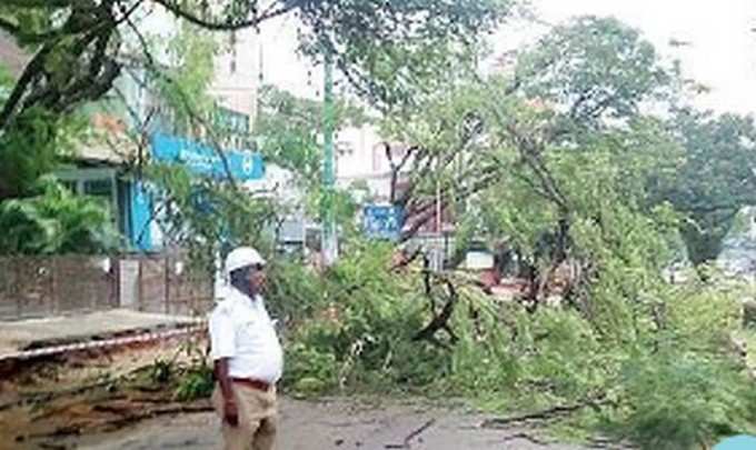 ಜಯದೇವ ಸಿಲ್ಕ್ ಬೋರ್ಡ್ ಜಂಕ್ಷನ್‌ನಲ್ಲಿ ರಸ್ತೆ ಮೇಲೆ ಮರ ಬಿದ್ದಿರುವುದು