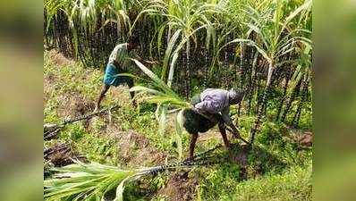 गन्ना किसानों के लिए खुशखबरी, चीनी उद्योग के लिए 5,500 करोड़ रुपये का पैकेज मंजूर