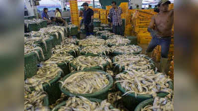 त्रिपुरा: बांग्लादेश से आयात रुकने से मछली कारोबार प्रभावित