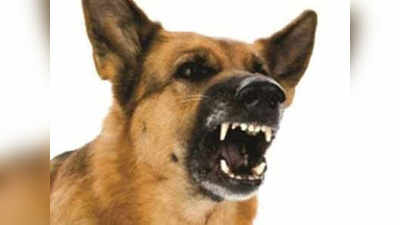उल्हासनगरात कुत्र्याचा चिमुकलीवर  हल्ला