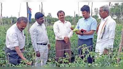 ಸಾವಯವ ಕೃಷಿ ಪದ್ದತಿಯಲ್ಲಿ ಟೊಮೇಟೊ, ಸೊಣ್ಣೇನಹಳ್ಳಿಯಲ್ಲಿ ಮೊದಲ ಪ್ರಯೋಗ