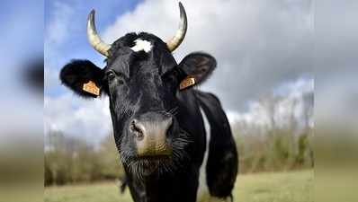 बस्ती के डीएम ने दिखाया गाय प्रेम, गोशाला से गोद ली गाय