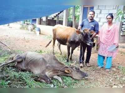 ಪಶುಭಾಗ್ಯ ವಿಮೆ: ಮಾಜಿ ಸೈನಿಕನ ಹೋರಾಟ