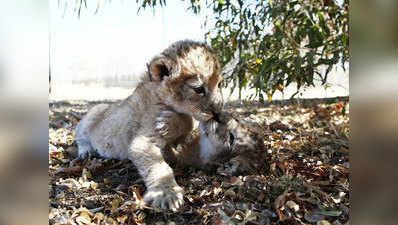 टेस्ट ट्यूब तकनीक से दुनिया में पहली बार जन्मे शेर के शावक
