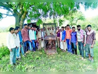 ಗ್ರಾಮಸ್ಥರಲ್ಲಿ ಭೀತಿ ಮೂಡಿಸಿದ ಚಿರತೆ