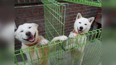 किंग जोंग उन ने दक्षिण कोरिया के राष्ट्रपति को तोहफे में दिए कुत्ते