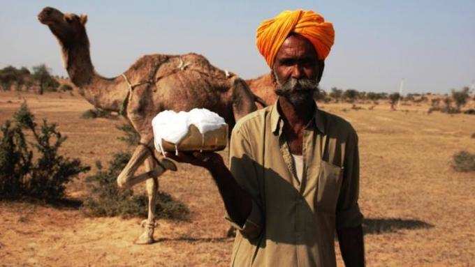 camel milk