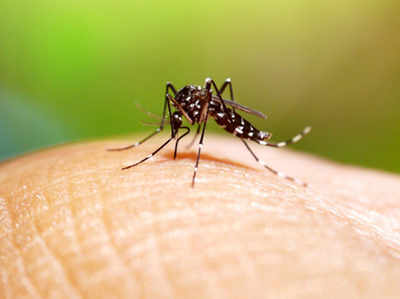 पीएम के संसदीय क्षेत्र वाराणसी में डेंगू का प्रकोप, 50 से अधिक मामलों की पुष्टि
