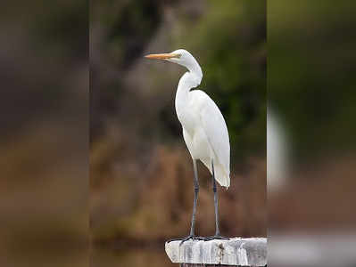 ಬೆಳ್ಳಕ್ಕಿಗೆ ಹಾರುವ ತವಕ 



ಹಚ್ಚ ಹಸಿರು ತಾಣದಲ್ಲಿ